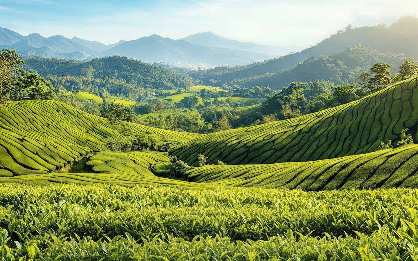 Landscape